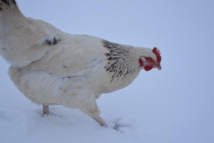 Tips of Taking Care of Chicken in Winter
